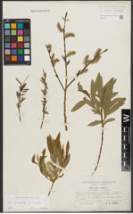 Foto von Salix purpurea L. x Salix viminalis L.